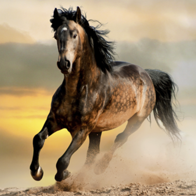 murdochs-case-studies-image